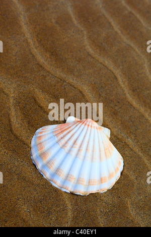 1, détail, Jakobs, coquille Saint-Jacques, pèlerin de pétoncle, littoral, line, macro, Bull, taureaux, moule, mollusque, motif, close-up, de la nature, Banque D'Images