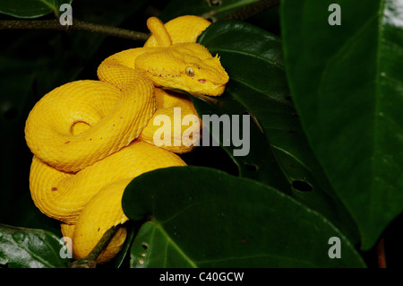 Viper, vipères, adder, additionneurs, Pit Viper, Oropel pitviper, CIL, Bothriechis schlegelii, serpent, serpent, serpents, reptiles, r Banque D'Images