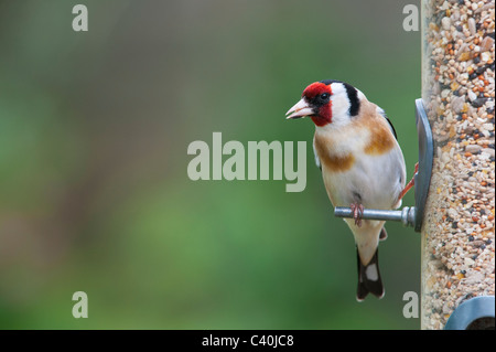 Chardonneret sur convoyeur de graines pour les oiseaux au printemps. UK Banque D'Images