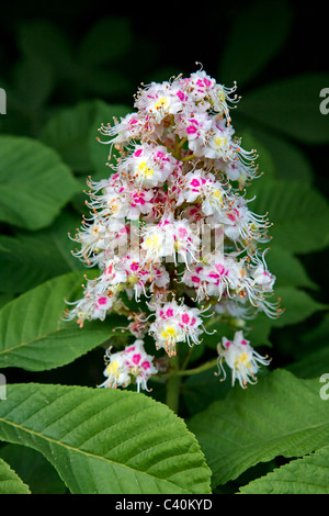 Fleur de couleur et des feuilles de Marronnier Aesculus hippocastanum arbre au printemps Banque D'Images