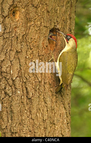 Pic vert mâle (Picus viridis) NOURRIR LES JUVÉNILES EN NID Banque D'Images