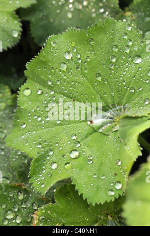 Perles d'eau sur l'Alchemilla mollis quitte après la pluie. Banque D'Images