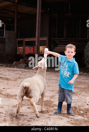 L'agneau de printemps étant nourries par jeune garçon Banque D'Images