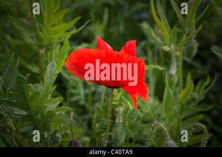 Allés sont les jacinthes, c'est maintenant au tour des coquelicots rouges criardes qui semblent s'éclater du jour au lendemain Banque D'Images