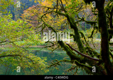 Doubs-Le Theusseret, Suisse, Europe, canton Jura, rivière, arbre, débit, Moss, automne Banque D'Images