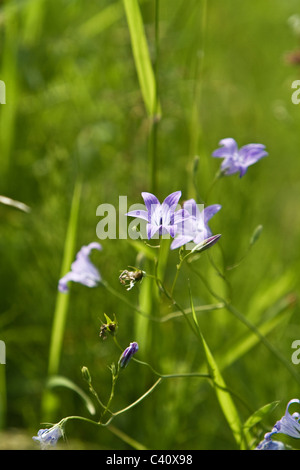 Fleurs sauvages (Campanula patula Campanule Campanulaceae) Propagation Banque D'Images