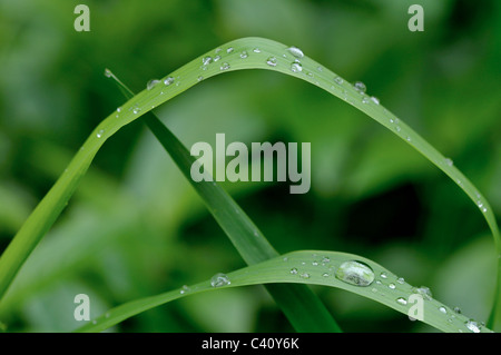 Brins d'herbe avec les gouttes de la pluie Banque D'Images