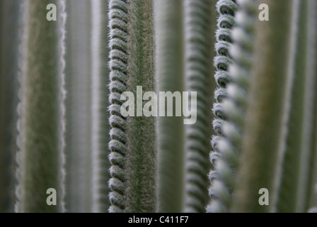 Close up de printemps d'une foliation baquois (Cycas revoluta) Banque D'Images