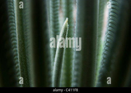 Close up de printemps d'une foliation baquois (Cycas revoluta) Banque D'Images