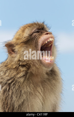 Macaque de barbarie - portrait jeune homme souriant agressif Banque D'Images