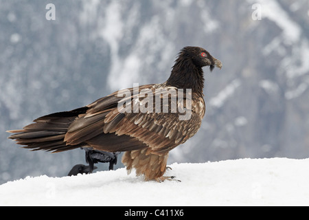 Vautour gypaète barbu, (LIC)). Comité permanent des mineurs dans la neige. L'Espagne. Banque D'Images