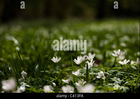 Anemone nemorosa, anémones, fleur en bois Banque D'Images