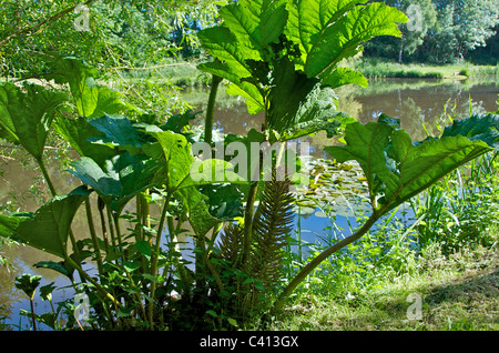 Gunnera manicata, rhubarbe géante ou, originaire du Brésil, est une plante d'ornement dans la famille Gunneraceae. Banque D'Images