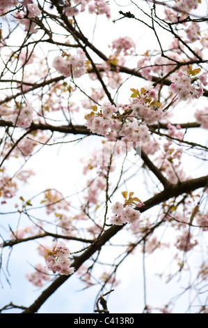 Prunus 'Ichiyo' en fleurs Banque D'Images