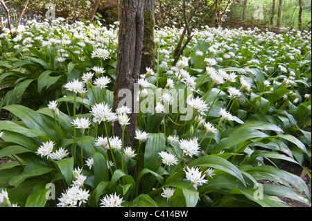 L'ail des ours (Allium ursinum) fleurs forêt près de Bradford West Yorkshire Angleterre Angleterre Europe Banque D'Images