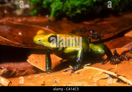 Poison dart frog bicolores, Phyllobates bicolor, Amérique du Sud Banque D'Images