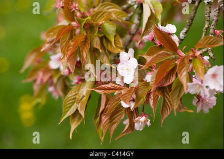 Prunus 'Benden' en fleurs Banque D'Images