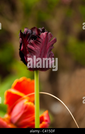 Tulipa 'Black Parrot' en fleurs Banque D'Images