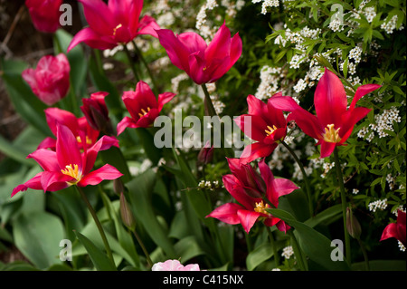 Tulipa 'Doll's Menuet' en fleurs Banque D'Images