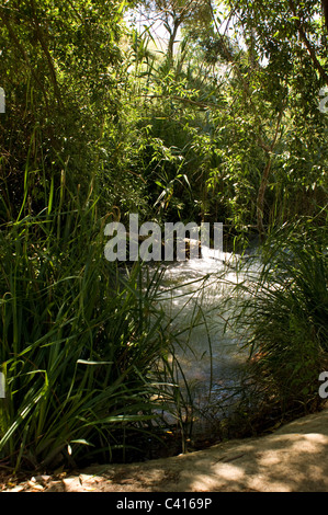 Les eaux claires DU RIO FRIO leur chemin sinueux PASSÉ EN AVAL DE BEAUX ARBRES RIOFRIO Andalousie Espagne Banque D'Images