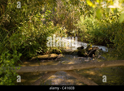 Les eaux claires DU RIO FRIO leur chemin sinueux PASSÉ EN AVAL DE BEAUX ARBRES RIOFRIO Andalousie Espagne Banque D'Images