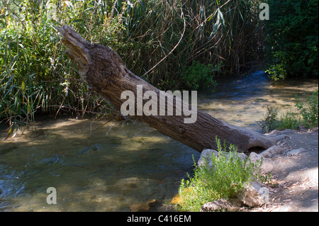 Les eaux claires DU RIO FRIO leur chemin sinueux PASSÉ EN AVAL DE BEAUX ARBRES RIOFRIO Andalousie Espagne Banque D'Images