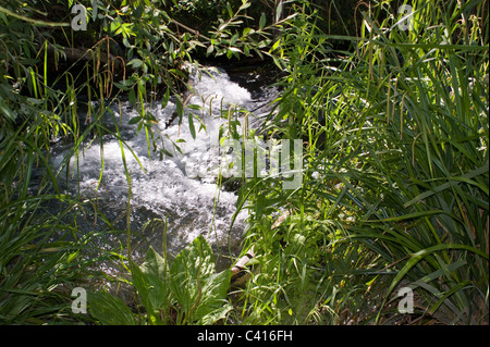 Les eaux claires DU RIO FRIO leur chemin sinueux PASSÉ EN AVAL DE BEAUX ARBRES RIOFRIO Andalousie Espagne Banque D'Images