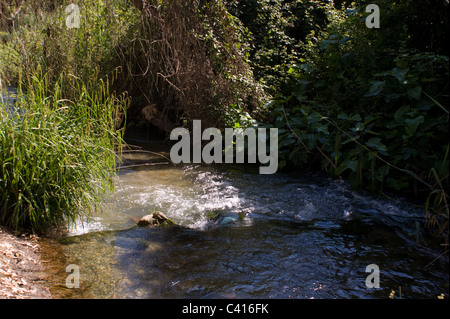 Les eaux claires DU RIO FRIO leur chemin sinueux PASSÉ EN AVAL DE BEAUX ARBRES RIOFRIO Andalousie Espagne Banque D'Images