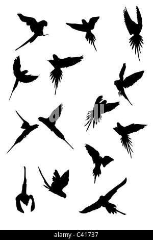 Flying parrot, silhouettes collection Banque D'Images