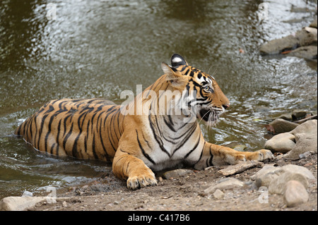 Tiger se reposant dans un bassin d'eau au cours de la chaleur de l'été Parc national de Ranthambore, en Inde Banque D'Images