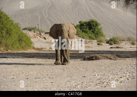 Les éléphants du désert, Loxodonta africana, Hoanib rivière à sec, la Namibie, l'Afrique, Janvier 2011 / Wüstenelefanten Banque D'Images