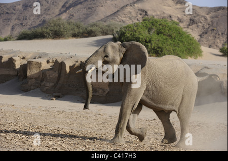 Les éléphants du désert, Loxodonta africana, Hoanib rivière à sec, la Namibie, l'Afrique, Janvier 2011 / Wüstenelefanten Banque D'Images