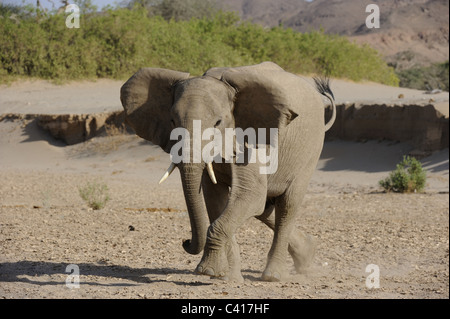 Les éléphants du désert, Loxodonta africana, Hoanib rivière à sec, la Namibie, l'Afrique, Janvier 2011 / Wüstenelefanten Banque D'Images