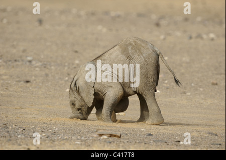 Les éléphants du désert, Loxodonta africana, Hoanib rivière à sec, la Namibie, l'Afrique, Janvier 2011 / Wüstenelefanten Banque D'Images