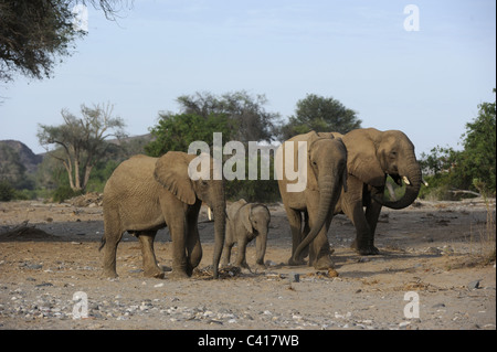 Les éléphants du désert, Loxodonta africana, Hoanib rivière à sec, la Namibie, l'Afrique, Janvier 2011 Banque D'Images