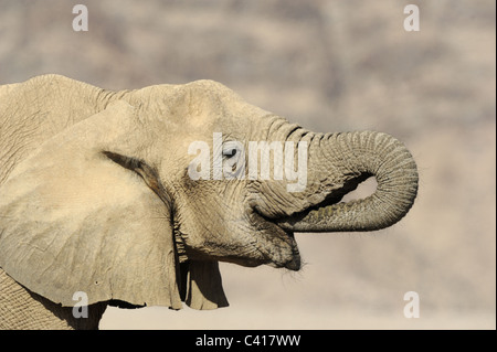 Les éléphants du désert, Loxodonta africana, Hoanib rivière à sec, la Namibie, l'Afrique, Janvier 2011 Banque D'Images