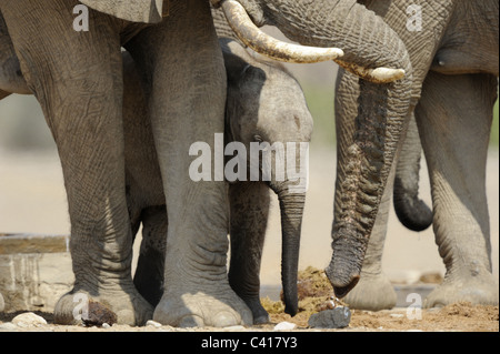 Les éléphants du désert, Loxodonta africana, Hoanib rivière à sec, la Namibie, l'Afrique, Janvier 2011 Banque D'Images