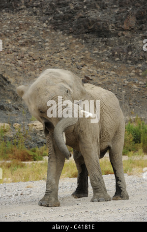 Les éléphants du désert, Loxodonta africana, Hoanib rivière à sec, la Namibie, l'Afrique, Janvier 2011 Banque D'Images