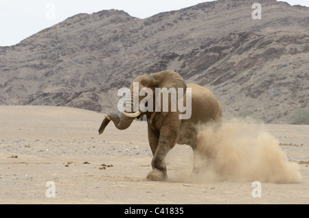 Les éléphants du désert, Loxodonta africana, Hoanib rivière à sec, la Namibie, l'Afrique, Janvier 2011 Banque D'Images