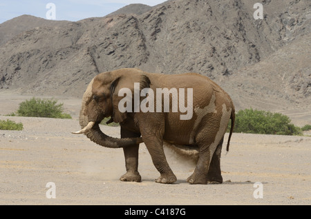 Les éléphants du désert, Loxodonta africana, Hoanib rivière à sec, la Namibie, l'Afrique, Janvier 2011 Banque D'Images