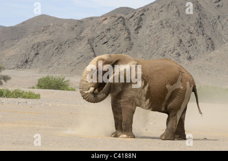 Les éléphants du désert, Loxodonta africana, Hoanib rivière à sec, la Namibie, l'Afrique, Janvier 2011 Banque D'Images