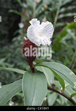 Un rouge foncé et blanc la floraison des plantes en fleurs de gingembre dans les jardins botaniques de Singapour, République de Singapour Asie Banque D'Images