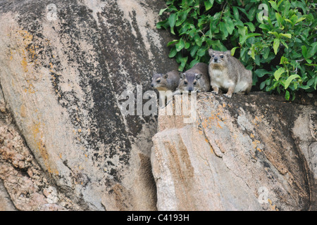 Rock Hyrax dans Parc national de Tarangire, Tanzanie Banque D'Images