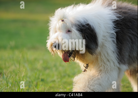 Un vieux chien de berger anglais marche sur la pelouse Banque D'Images