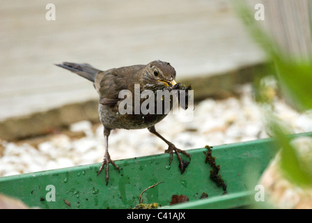 Blackbird femelle de la boue et des feuilles pour le matériel du nid. Banque D'Images
