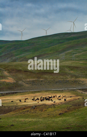Domaine de la production d'électricité et les vaches windmills Biggs, Oregon Banque D'Images