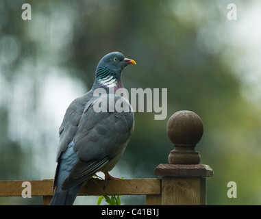 Des profils pigeon ramier, Columba palumbus sur garden trellis. Banque D'Images