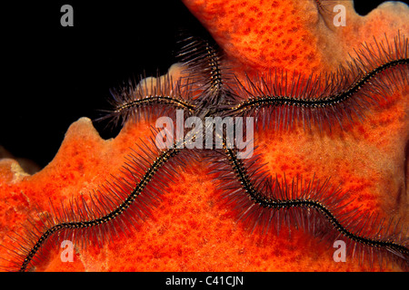 Fragile éponge star, Ophiothrix suensonii, St John, îles Vierges américaines, l'Océan Atlantique Banque D'Images