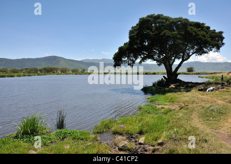 Noitokitok Srings de pique-nique dans le cratère du Ngorongoro, en Tanzanie Banque D'Images