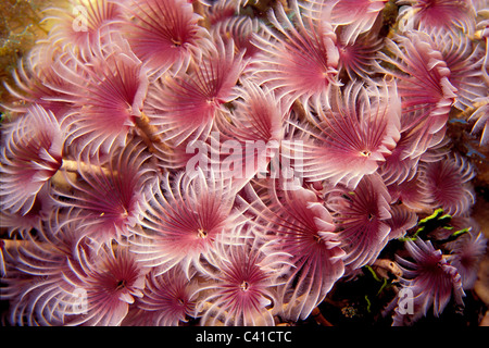 Plumeau sociale, Bispira brunnea, St Thomas, îles Vierges américaines, l'Océan Atlantique Banque D'Images